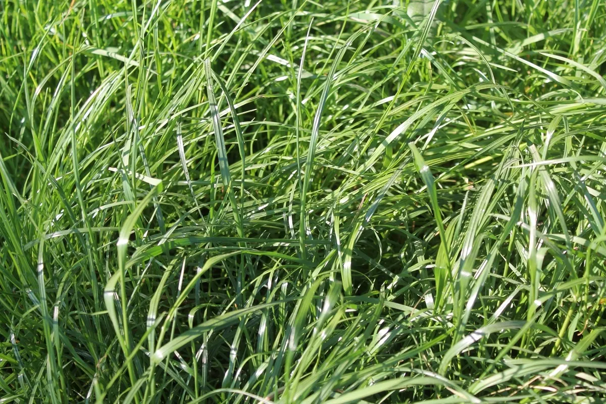 Jaki nawóz stosować na łąki, aby uniknąć błędów w nawożeniu? Jaki nawóz stosować na łąki, aby uniknąć błędów w nawożeniu?