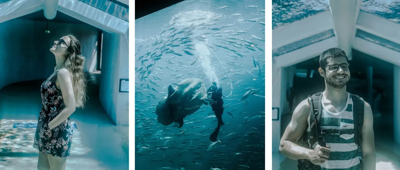 Oceanarium Dania: Odkryj fascynujące atrakcje i edukację morską