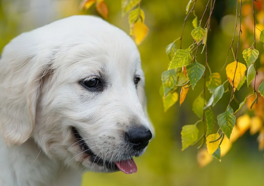 Ile kosztuje golden retriever z hodowli? Sprawdź, zanim kupisz!
