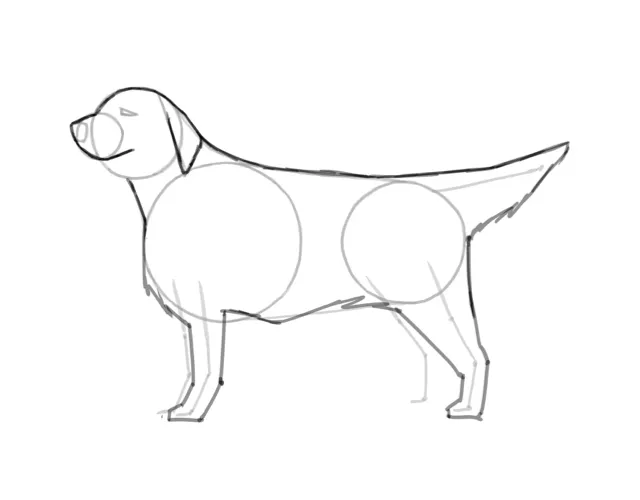 Jak narysować golden retrievera - łatwe kroki do realistycznego rysunku