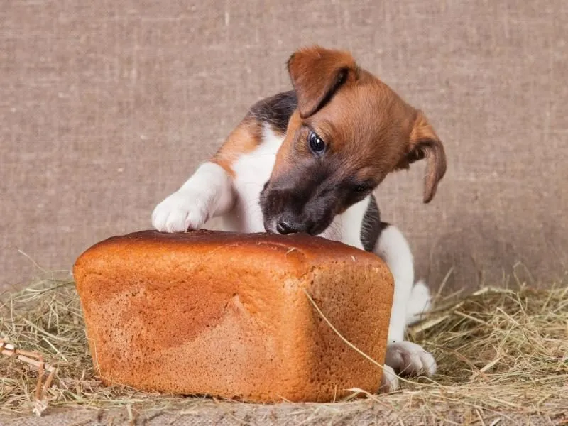 Chleb dla psa: Przysmak czy zagrożenie? Weterynarz radzi!