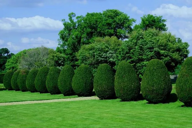 Prawidłowe cięcie cisów: poradnik krok po kroku