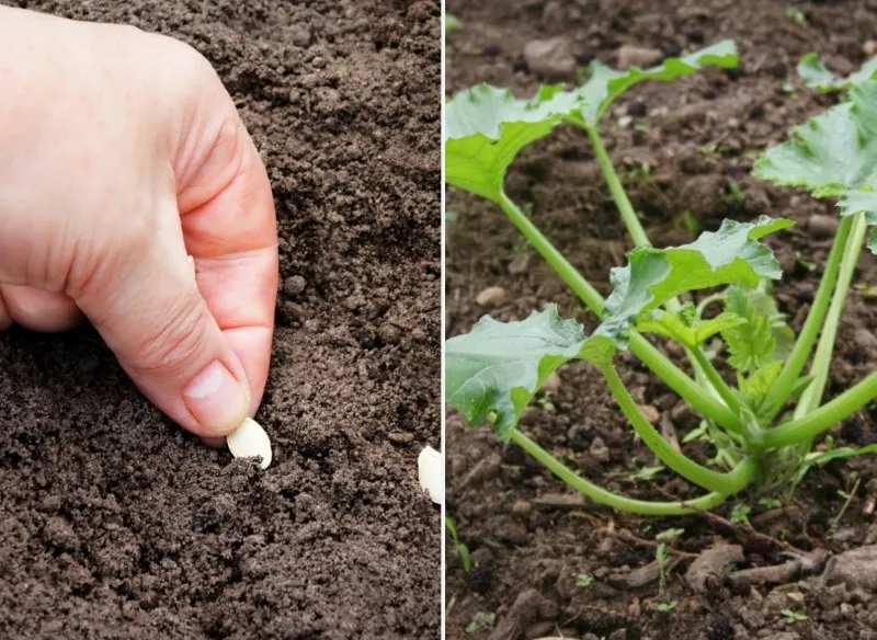 Kiedy wysadzać cukinie do gruntu, aby uniknąć przymrozków?