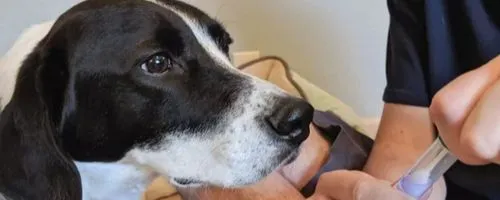 Gdzie kupić leki dla psa? Sprawdź najlepsze opcje i porady