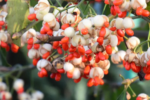 Jak kwitnie trzmielina? Odkryj tajemnice jej pięknych kwiatów