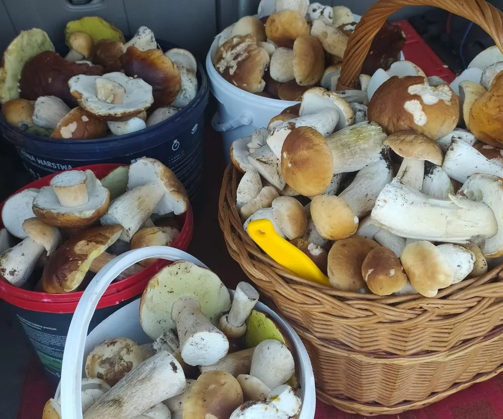 Grzybobranie w Świętokrzyskiem: Gdzie szukać borowików i podgrzybków?