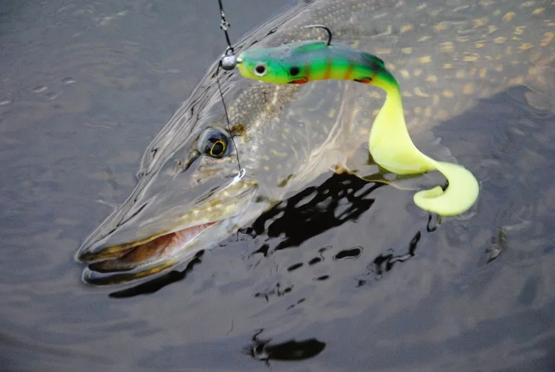 Przynęty na szczupaka: Wybierz najlepsze i łów więcej ryb!