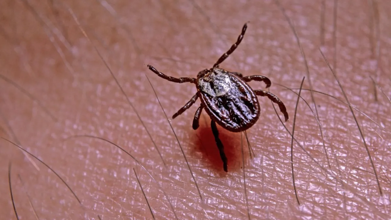 Neuroborelioza objawy psychiczne - jak je rozpoznać i leczyć?