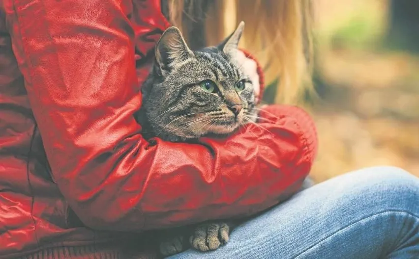 Jak zabrać dzikiego kota do weterynarza bez stresu i bólu