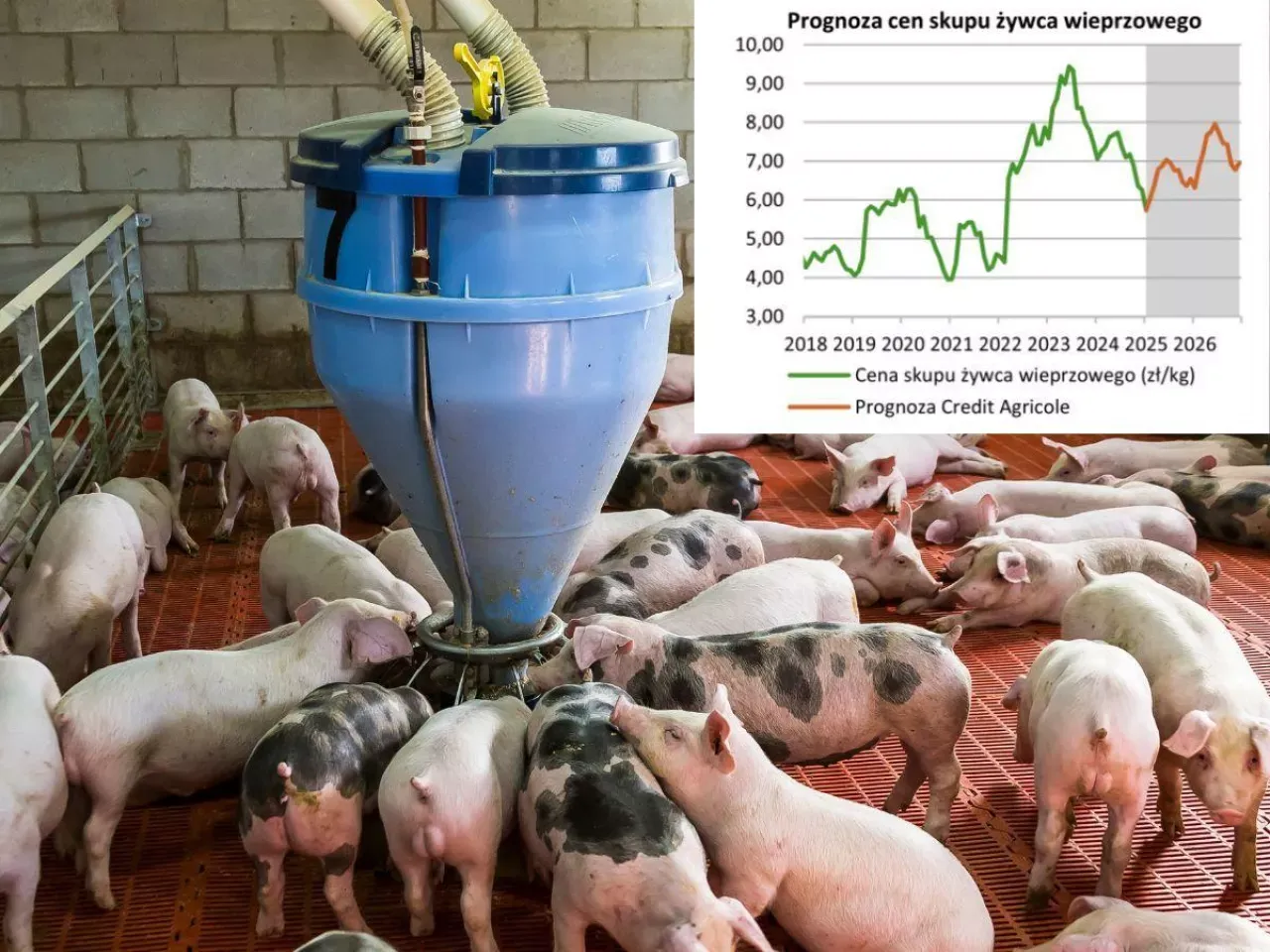 Po ile świnie w skupie? Sprawdź, jak uniknąć strat przy sprzedaży