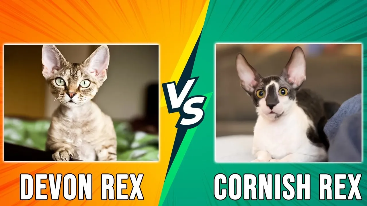 Cornish Rex vs Devon Rex: Kluczowe różnice, które musisz znać