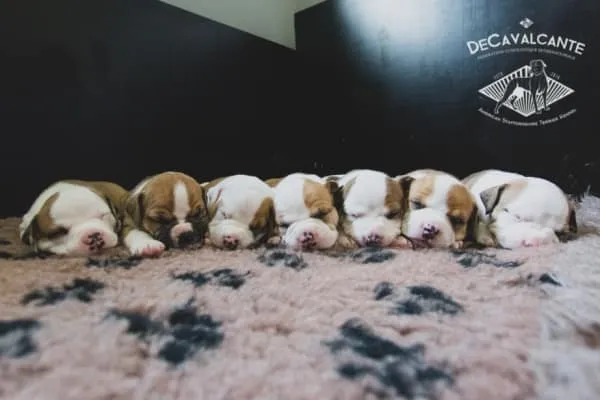 Jak wybrać szczeniaka z miotu? Poradnik Martyny Pawlak