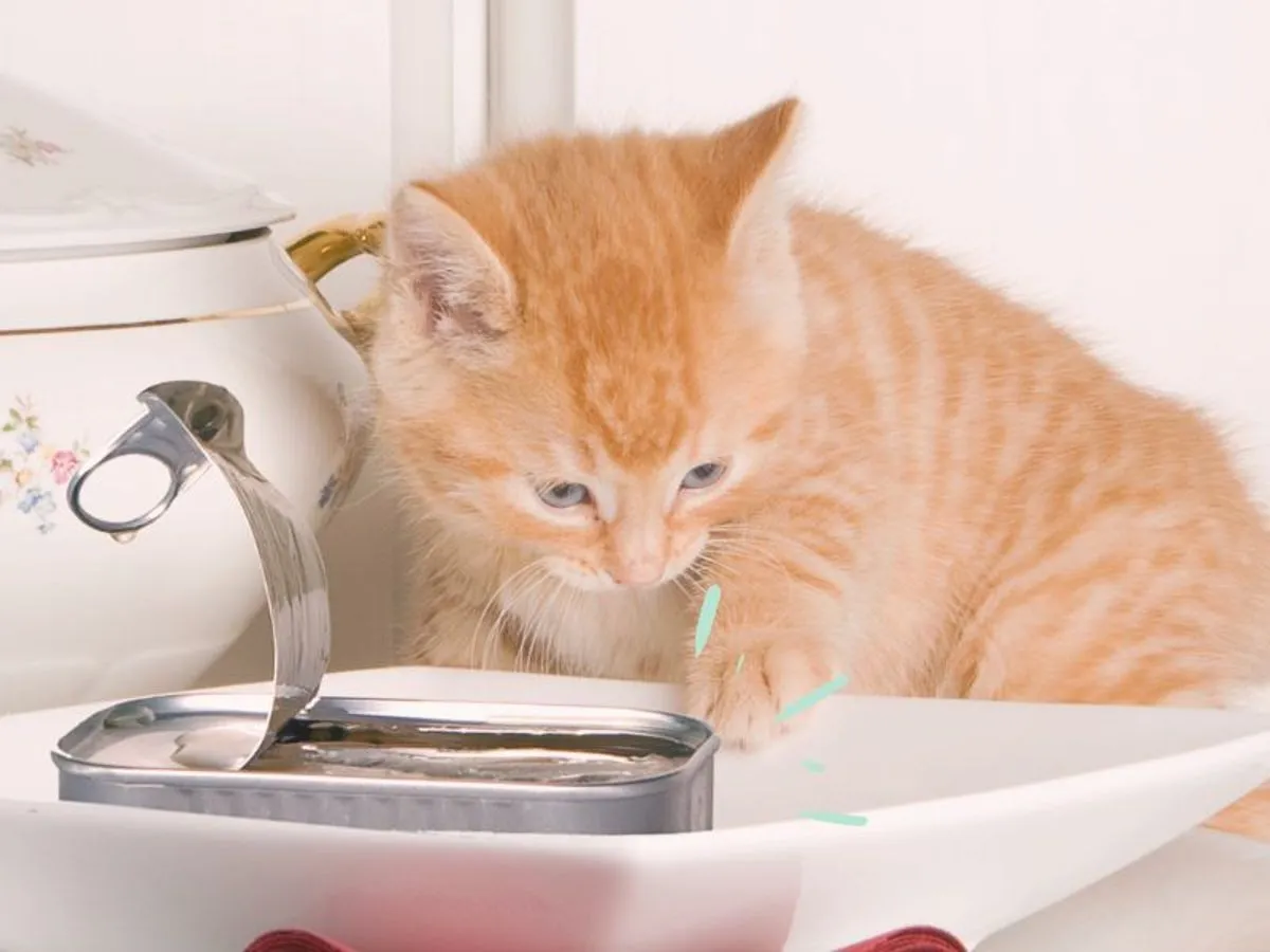 ¿Es seguro dar sardina a los gatos? Precauciones y beneficios que debes conocer ¿Es seguro dar sardina a los gatos? Precauciones y beneficios que debes conocer