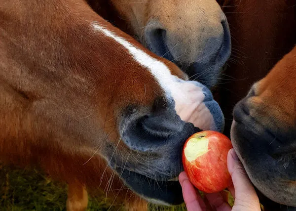Czy konie mogą jeść jabłka? Bezpieczne sposoby na zdrowe karmienie