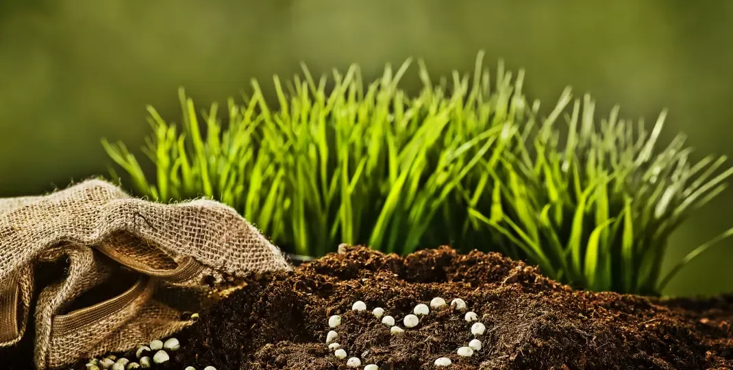 Kiedy sypać nawóz, aby uzyskać zdrowy i piękny trawnik?