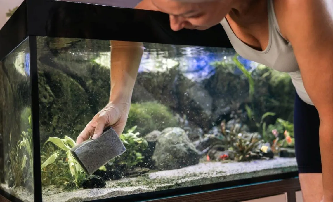 Co ile wymieniać wodę w akwarium, aby uniknąć problemów zdrowotnych?