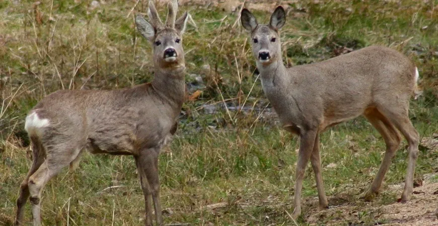 Ile waży sarna: Średnia waga tego gatunku zwierzęcia