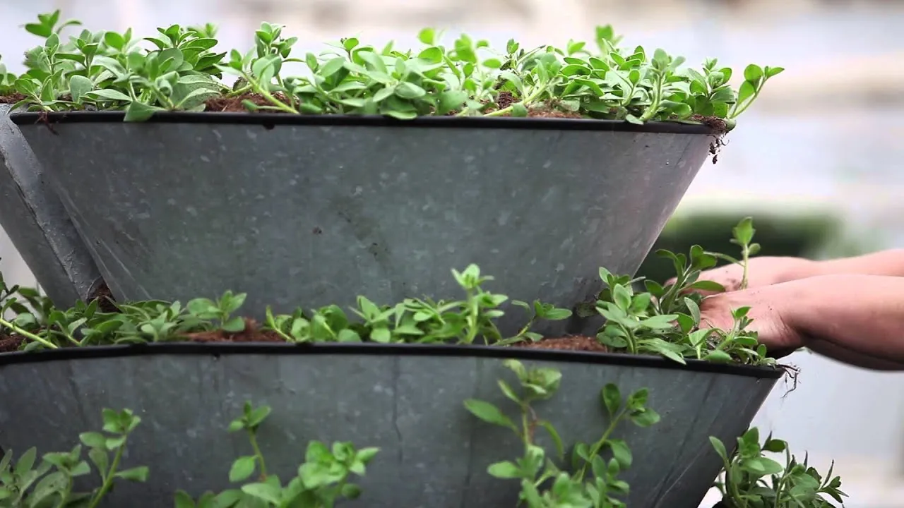 Jak zrobić kwietnik kaskadowy, aby uniknąć typowych błędów w ogrodzie