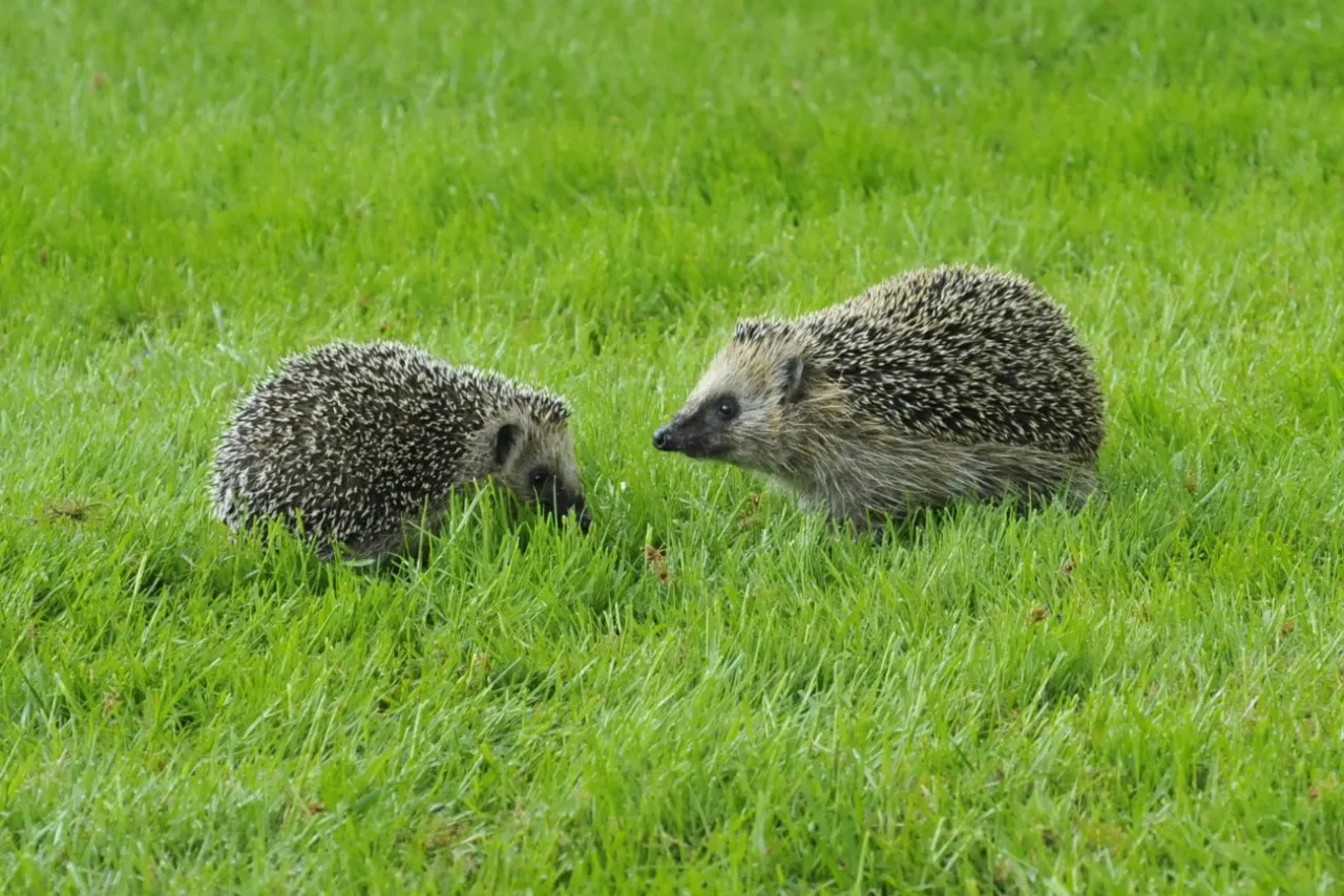 Jak rozmnażają się jeże? Cykl życiowy i praktyczna pomoc Jak rozmnażają się jeże? Cykl życiowy i praktyczna pomoc