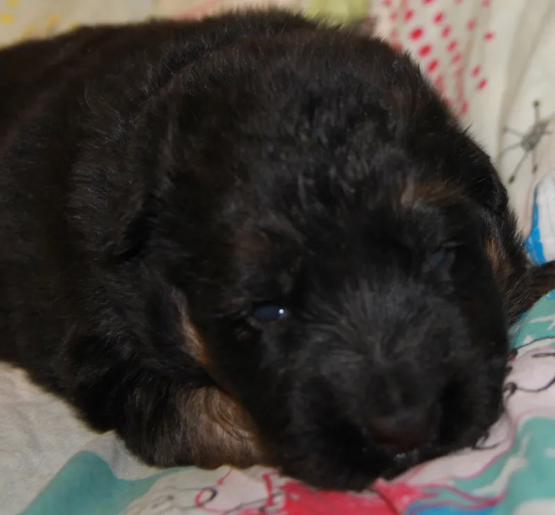 Jak wyglądają szczeniaki owczarka niemieckiego? Cechy i urok młodych psów