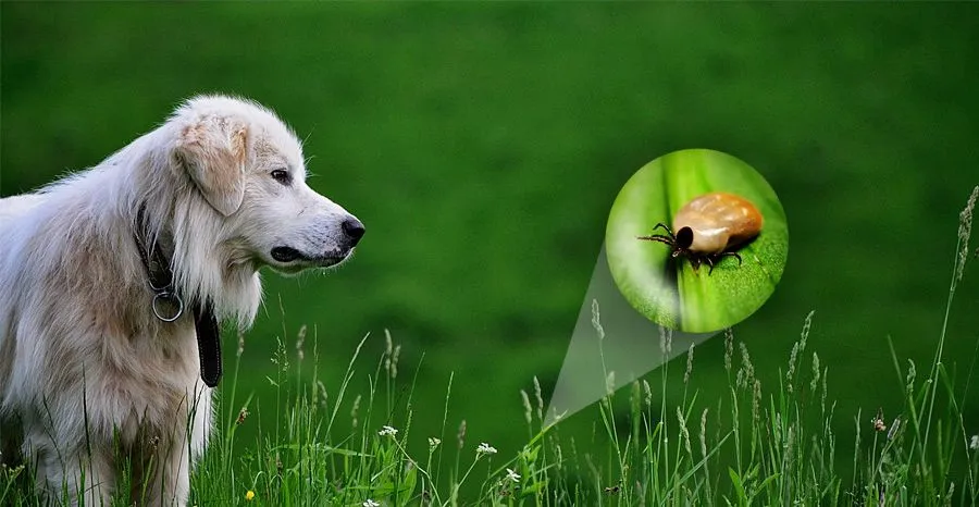 Skuteczne sposoby na kleszcze dla szczeniaka – co wybrać, aby chronić pupila