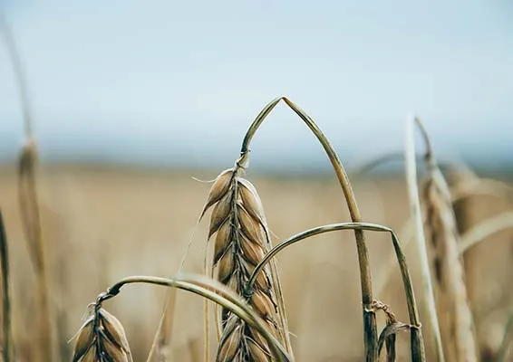 Czy mąka orkiszowa jest zdrowsza od pszennej? Oto prawda o jej zaletach