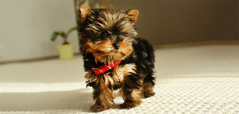 Dieta szczeniaka yorka: Jak karmić, by rósł zdrowo i szczęśliwie?