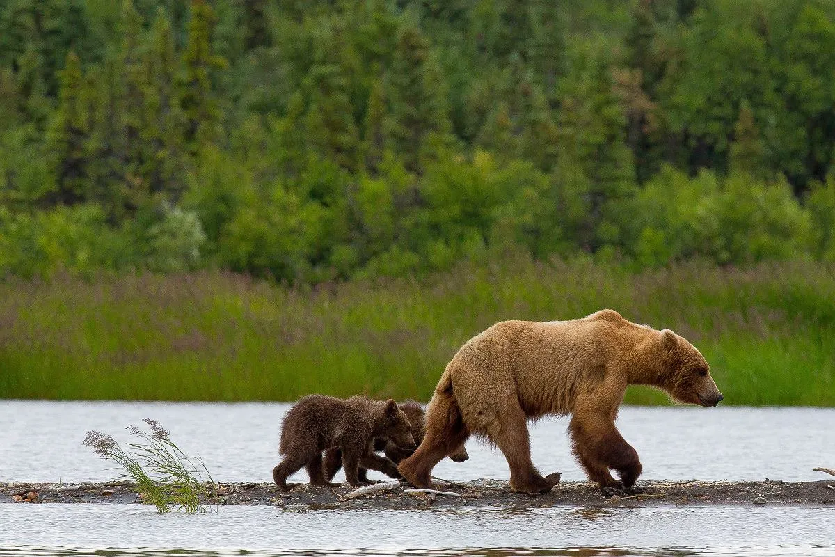 Jezioro Wielkie Niedźwiedzie: Tajemnice, które musisz poznać Jezioro Wielkie Niedźwiedzie: Tajemnice, które musisz poznać
