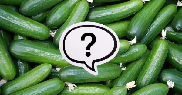 Czy pies może jeść ogórki gruntowe? Sprawdź, co musisz wiedzieć