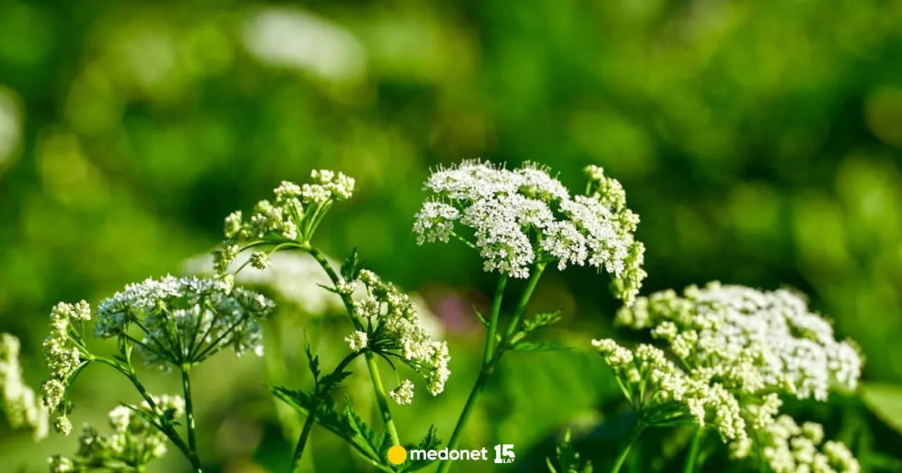 Chwast jak koper? Sprawdź, czy to nie trujący szalej lub blekot.