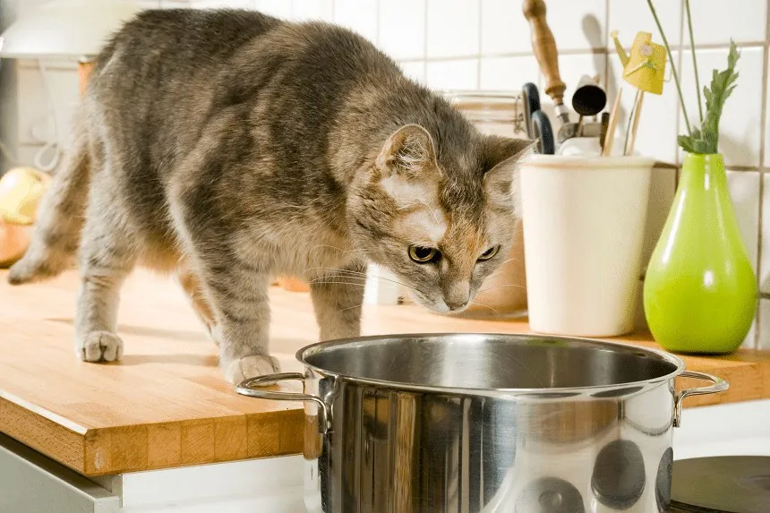 Czy koty mogą jeść jogurt? Poznaj ryzyka i bezpieczne opcje