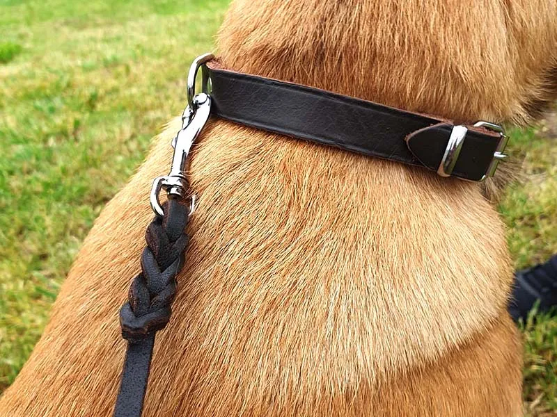 Jaka obroża dla szczeniaka owczarka niemieckiego, aby uniknąć problemów?