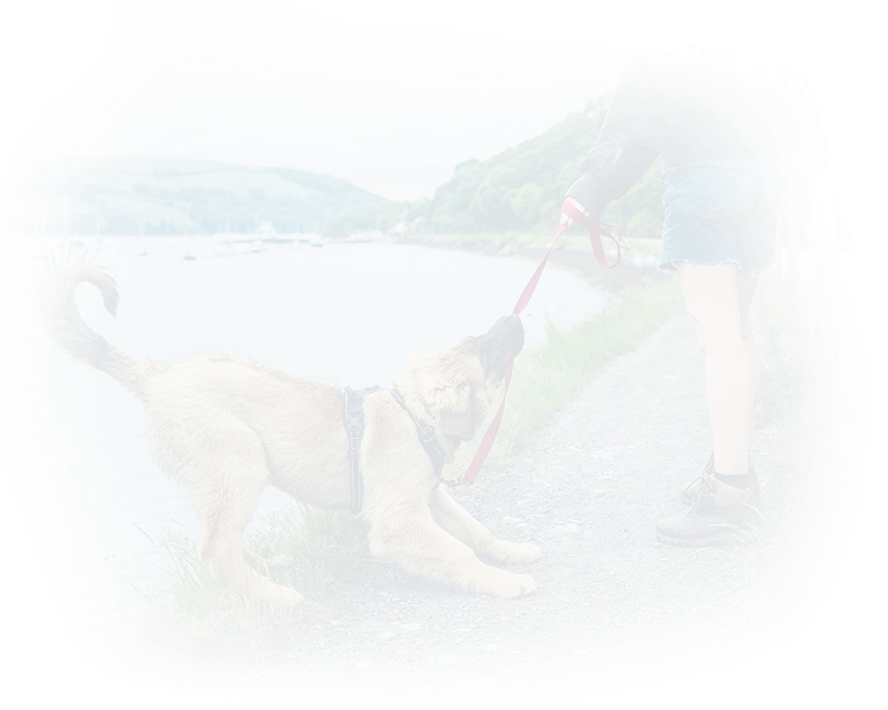 Ile kalorii spalisz podczas spaceru z psem? Sprawdź to teraz!