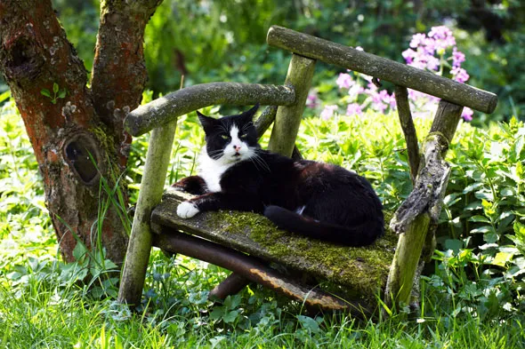 Skuteczne sposoby na pozbycie się kotów z działki bez bólu