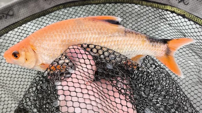 Skuteczna zanęta z chleba: jak przyciągnąć ryby i zwiększyć połowy