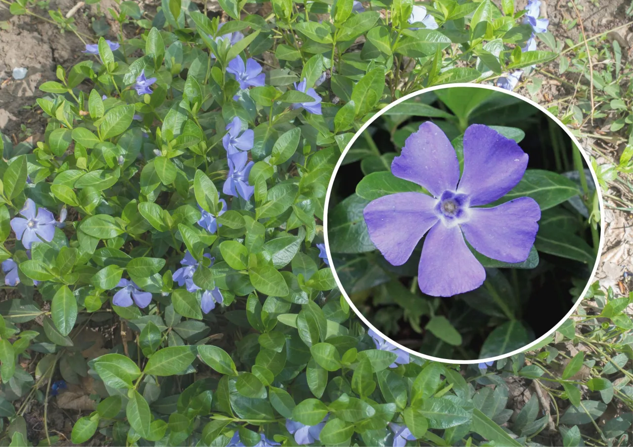 Barwinek pospolity w doniczce - najlepsze odmiany i pielęgnacja