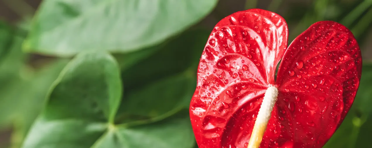 Kwiat anturium czy jest trujący? Sprawdź zagrożenia dla zdrowia