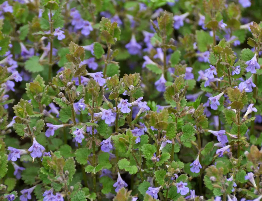 Chwast kurdybanek: jak go zwalczyć i wykorzystać w ogrodzie