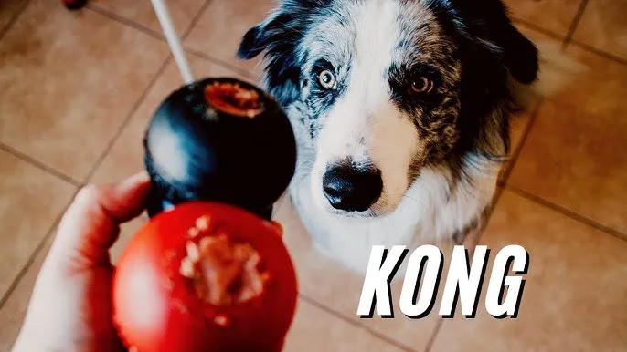 Czym wypełnić kong dla szczeniaka, aby zapewnić mu radość i zdrowie