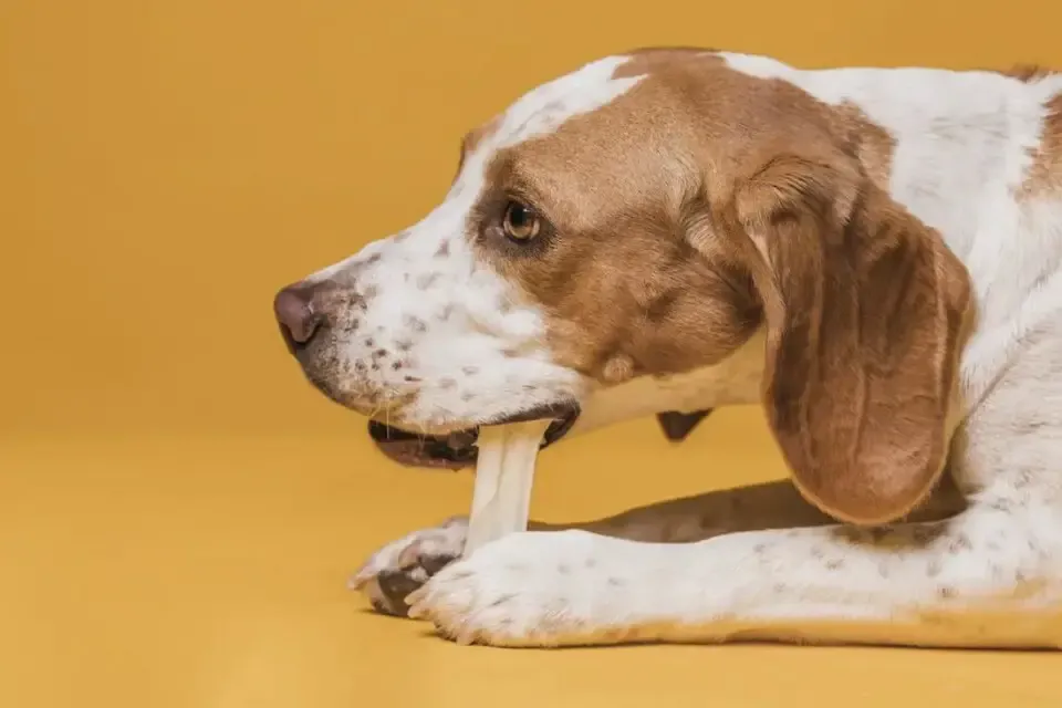 Co zrobić gdy pies zjadł kości z kurczaka? Ważne kroki i porady