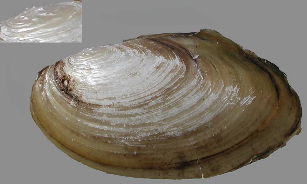 Rozmnażanie małży: fascynujący cykl życia i zaskakujące zależności