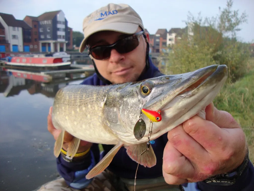 Skuteczność przynęty kogut: jak łowić więcej ryb drapieżnych Skuteczność przynęty kogut: jak łowić więcej ryb drapieżnych