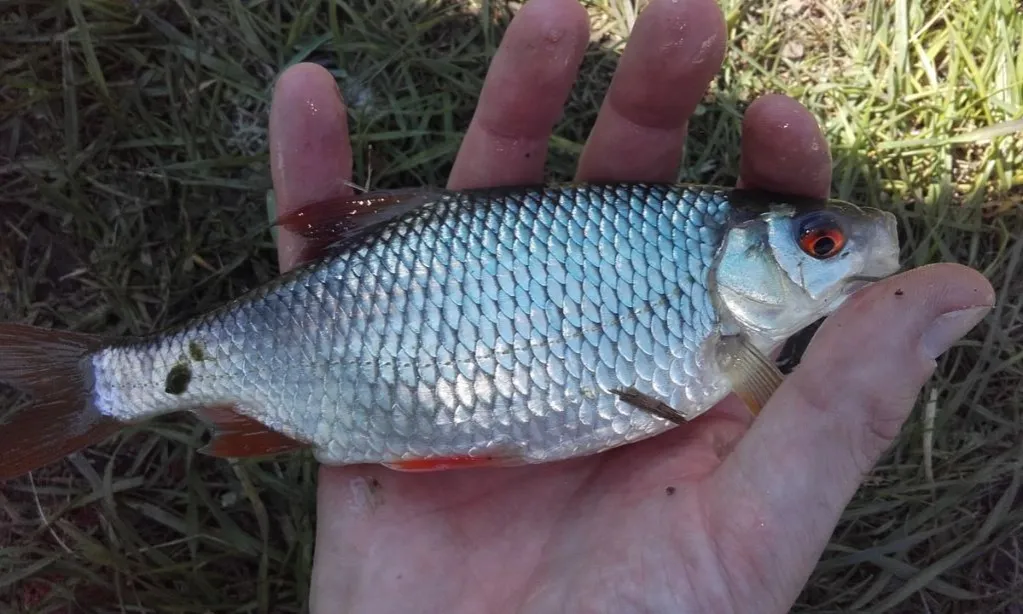 Najskuteczniejsze przynęty na płoć – jak złowić więcej ryb?