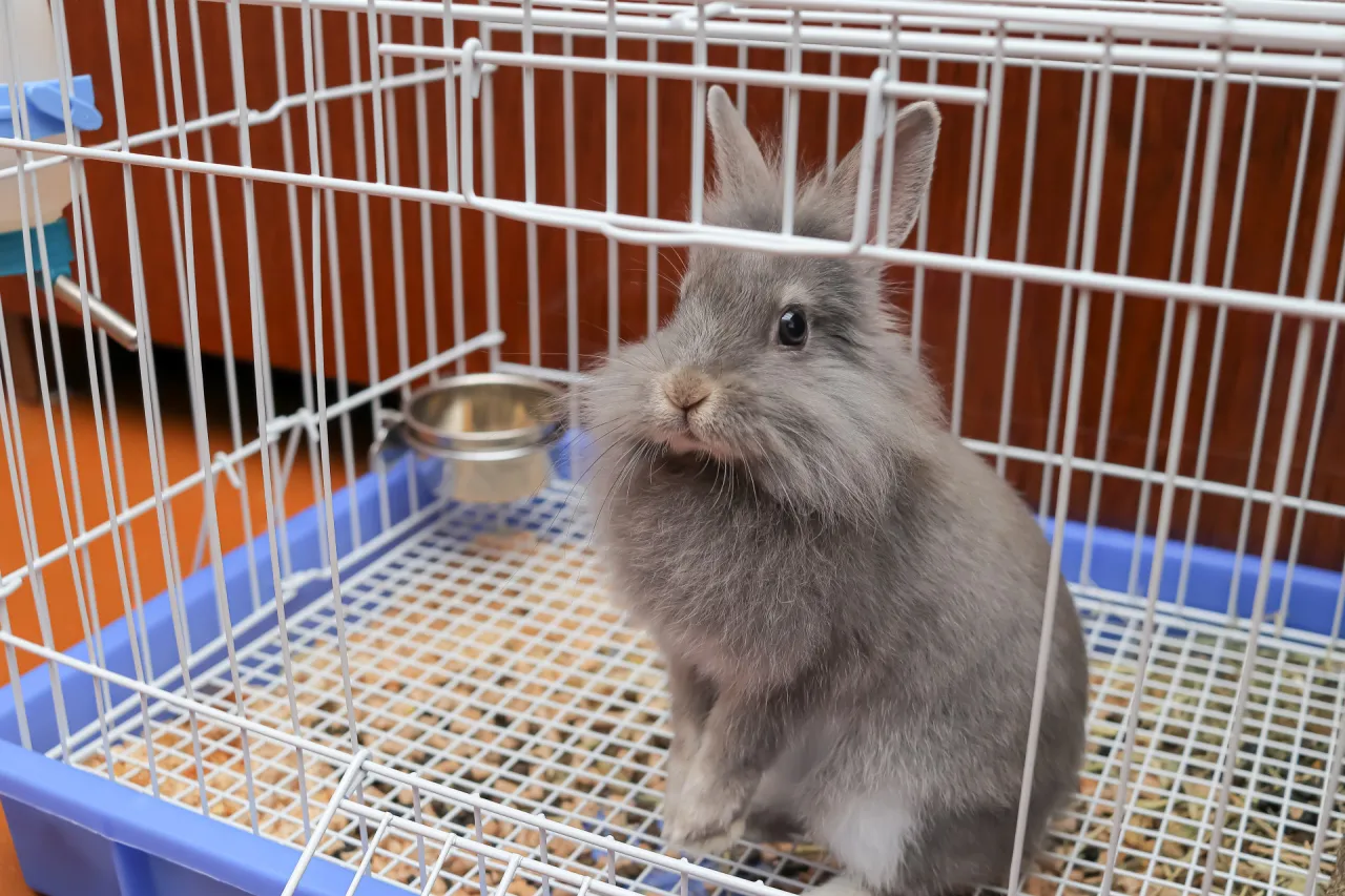 Czy królik może być sam w klatce? Sprawdź, co to oznacza dla jego zdrowia