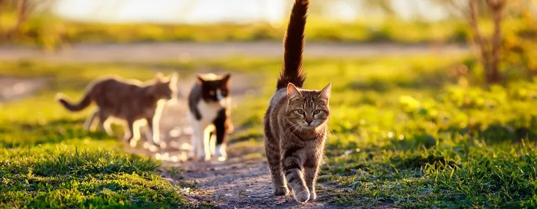 Ile trwa ruja u kotki? Zaskakujące fakty, które musisz znać