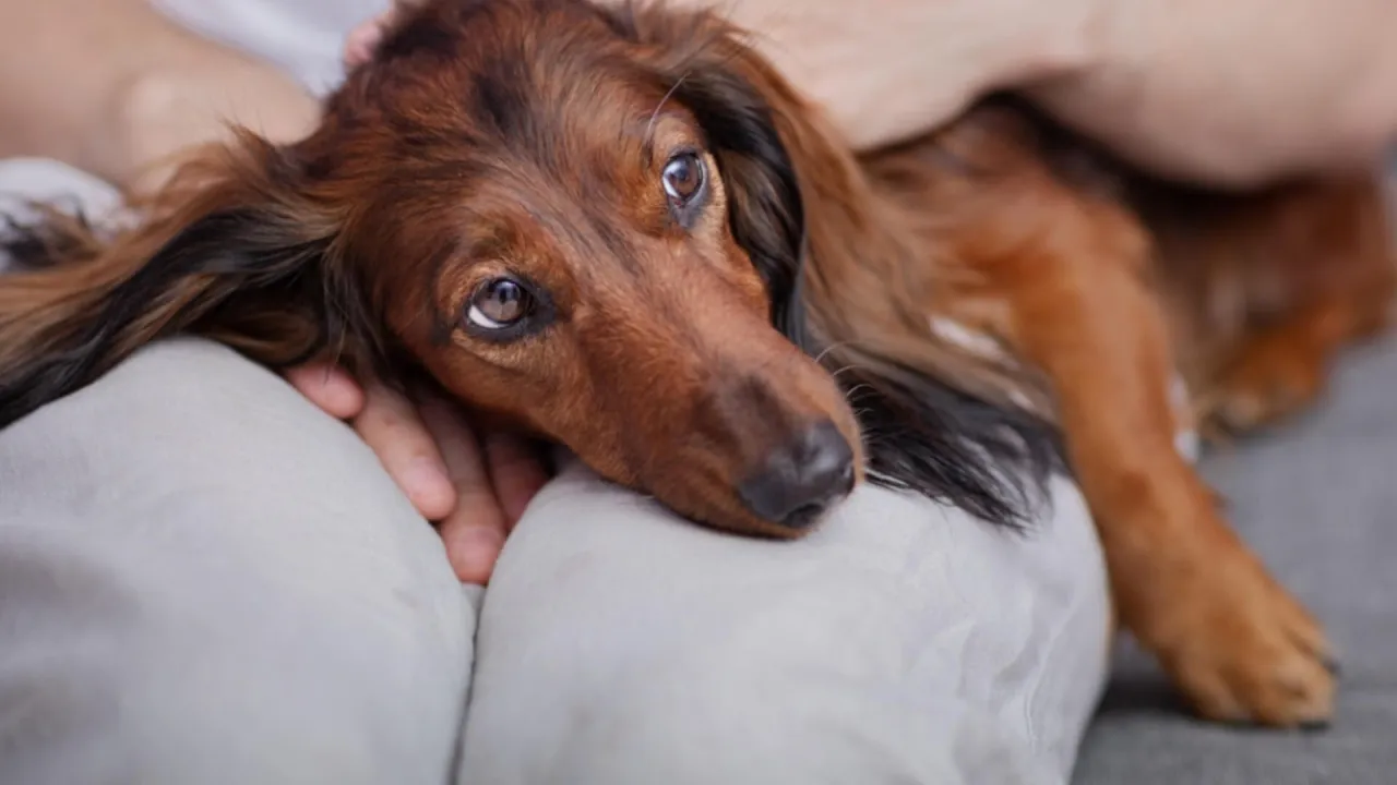 Czy pies może jeść pasztet? Sprawdź, co może mu zaszkodzić