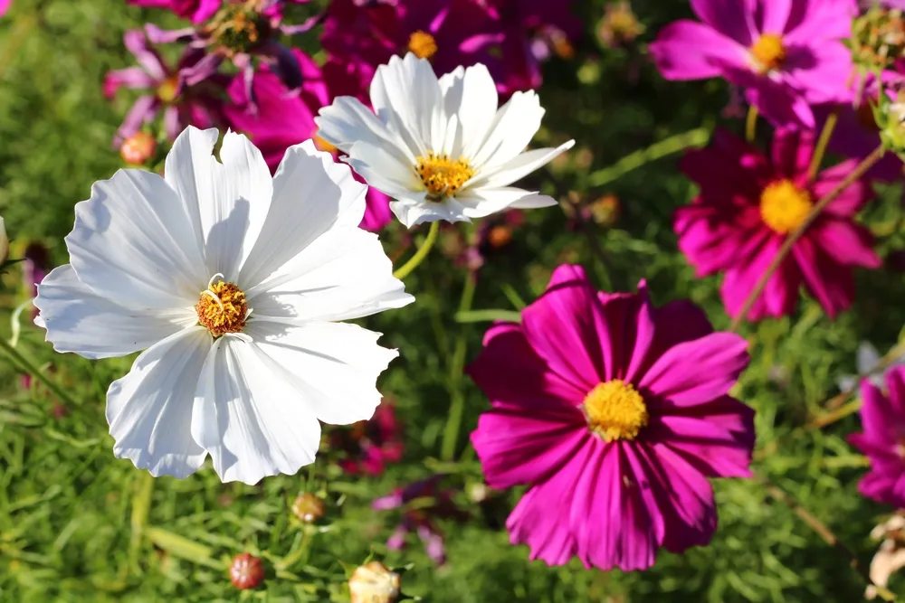 Dlaczego kosmos nie kwitnie w Twoim ogrodzie: 5 najczęstszych przyczyn
