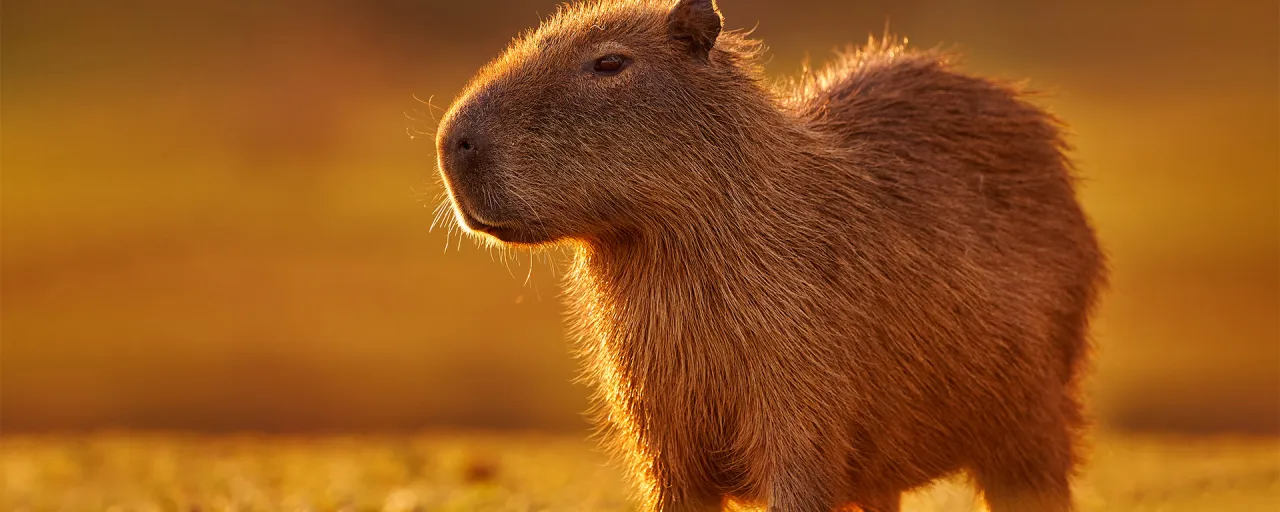 Kapibara czym się żywi - zaskakujące fakty o jej diecie i wyborach