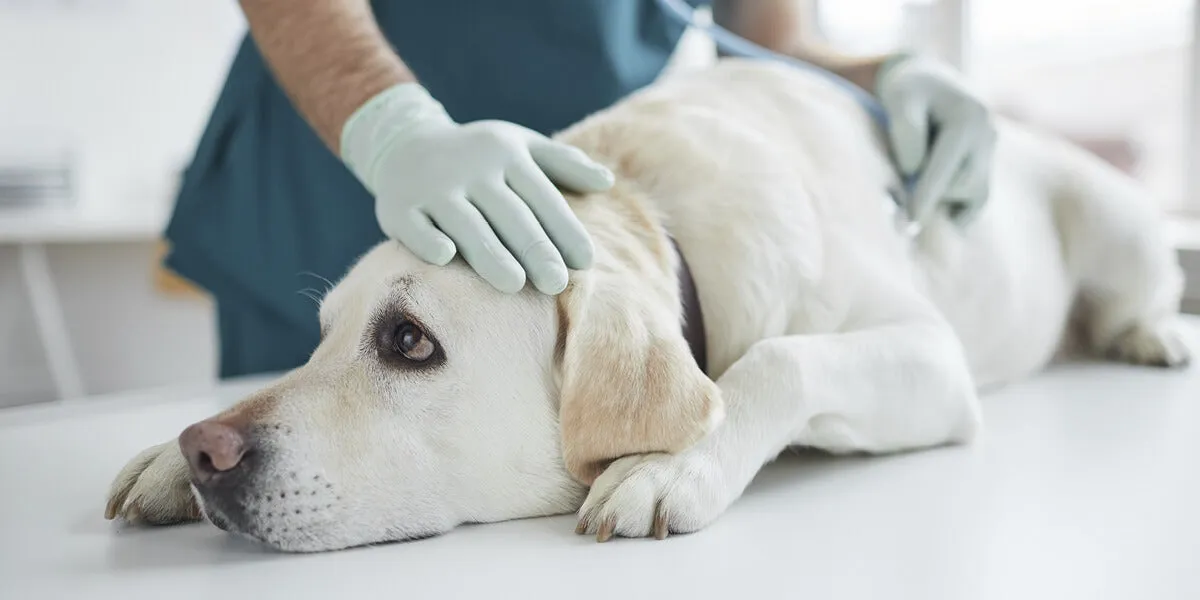 Symptome von Borreliose beim Hund: Warnzeichen, die Sie kennen sollten