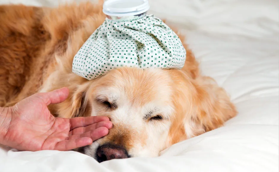 Czy pies może jeść czekoladę? Dowiedz się, dlaczego to niebezpieczne